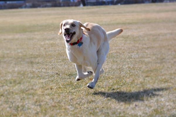 /Images/uploads/Humane Society of Utah/HSUCalendar/entries/1110thumb.jpg